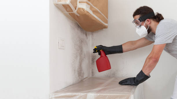 Professional Basement Mold Remediation technician working in Coltons Point, MD