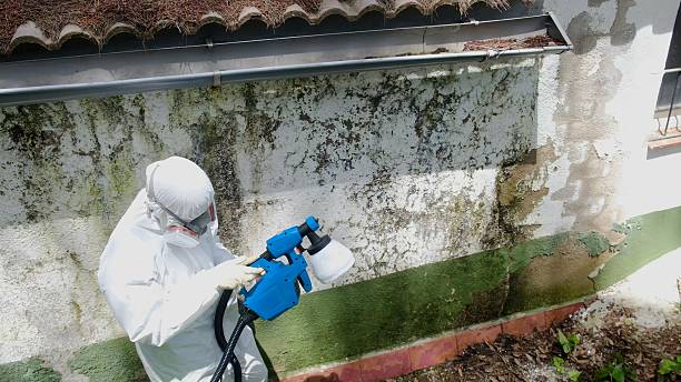 Top rated local Basement Mold Remediation specialists in Coltons Point, MD